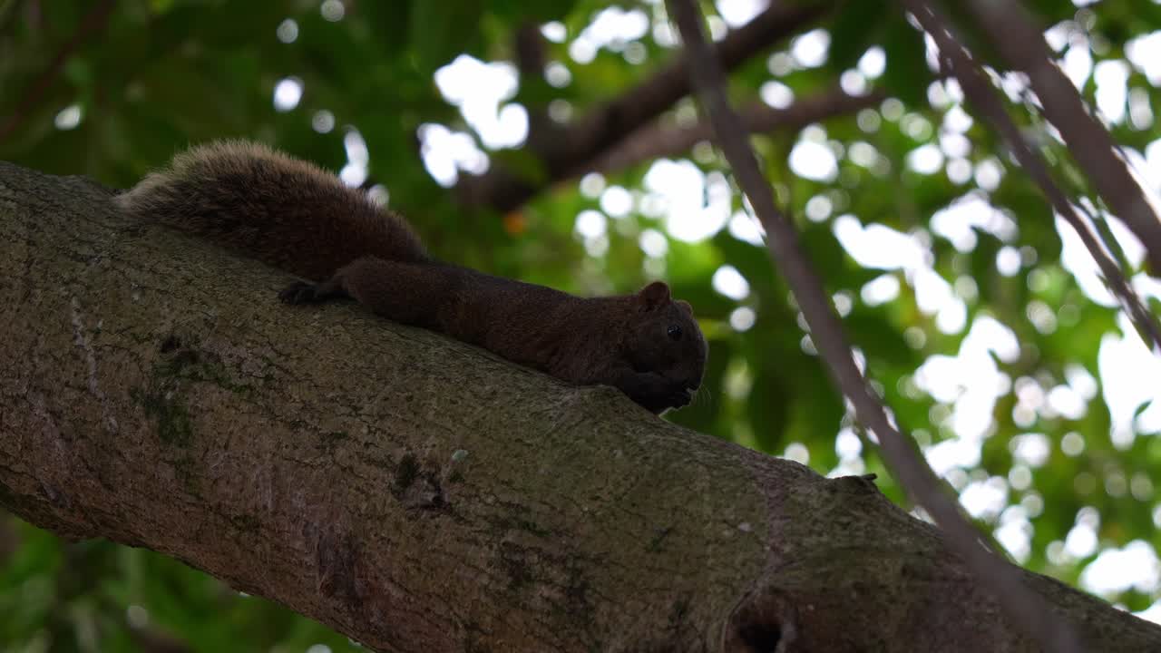 la linda ardilla de pallas vista en la corteza del árbol, usa sus pequeñas patas para sostener y mordisquear la comida en el parque forestal de daan en taipei, taiwan, fotografía de cerca