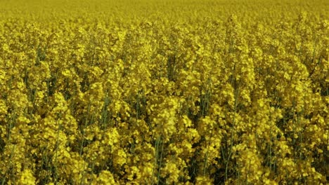 Nahaufnahme-Von-Rapsblumen,-Die-Im-Wind-Auf-Einem-Feld-In-Voller-Blüte-Wehen-1