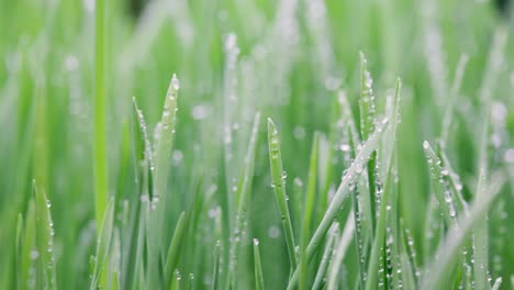 green grass close-up super macro shooting.