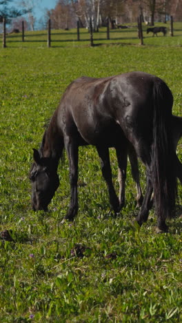 group of stately dark horses and suckling eat green grass on lush meadow at wild pastureland slow motion. equine creatures enjoy natural food on large ranch