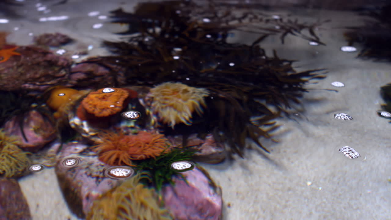 el tanque de peces en el acuario