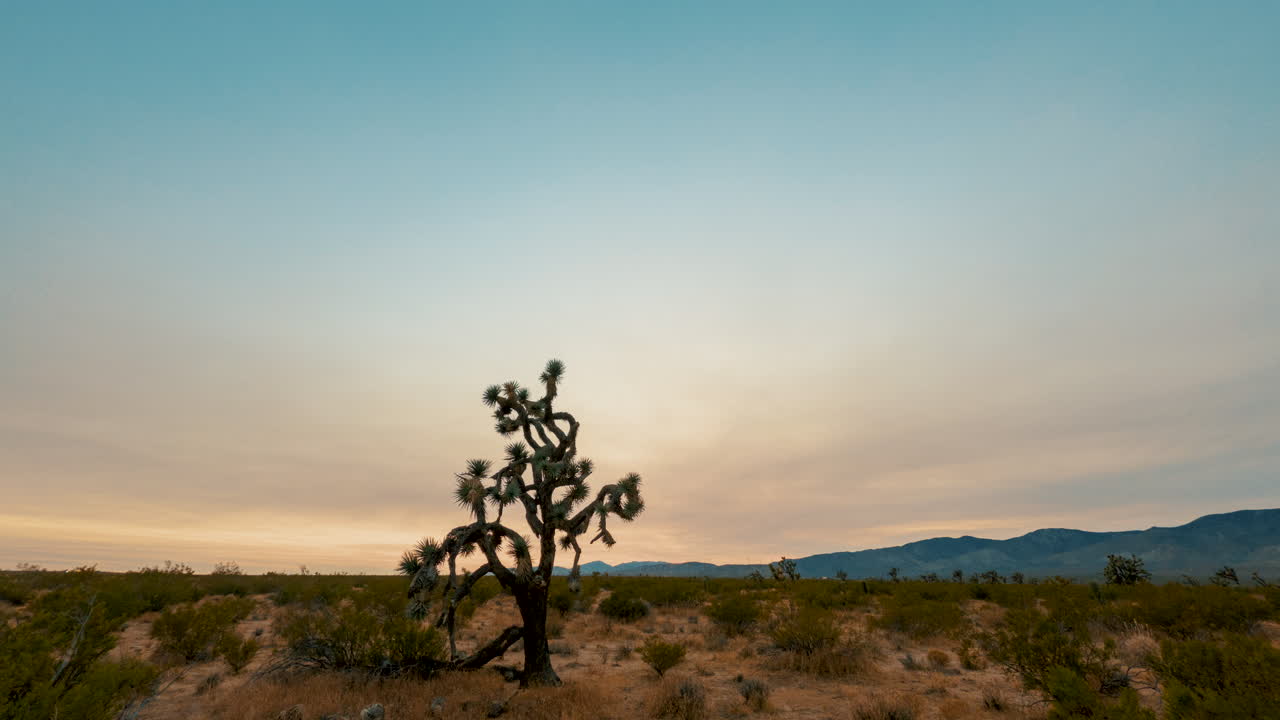 puesta de sol dorada más allá de un árbol de joshua y el paisaje del desierto de mojave - lapso de tiempo