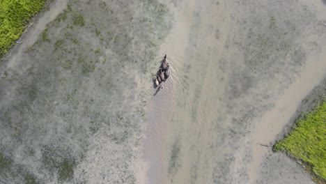 aerial top view over farmer herding group of buffalo across flooded rice paddy fields