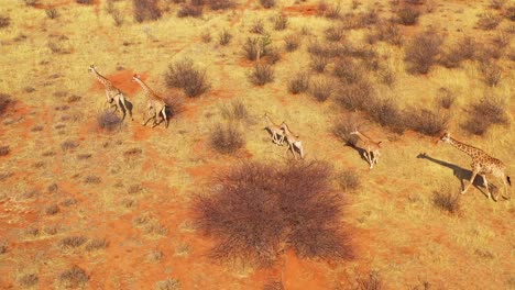 excelente antena de jirafas corriendo en la sabana en safari en el parque de vida silvestre de erindi namibia 3