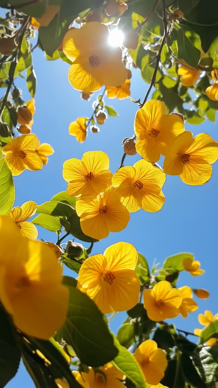 Upward angle captures vibrant yellow flowers against a clear blue sky, evoking a serene, sunny day