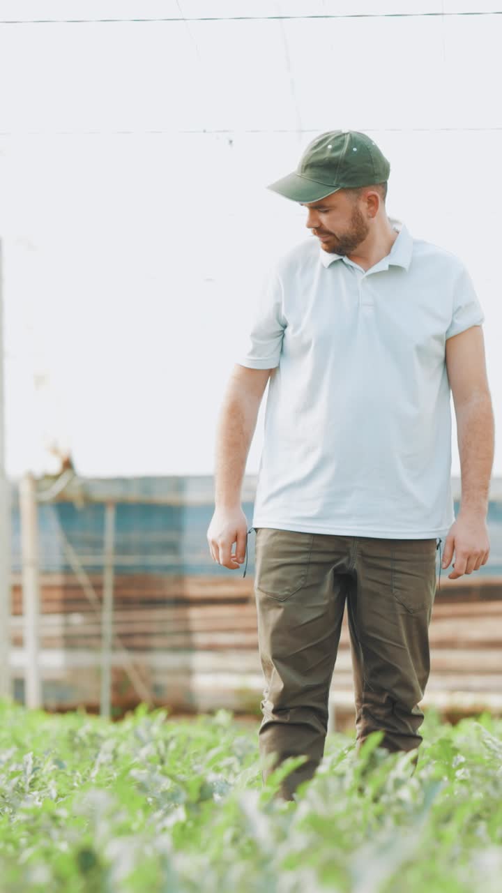 Farmer harvesting watermelon in greenhouse