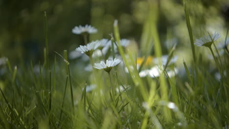 white ox-eye daisies in field as camera pushes, low angle