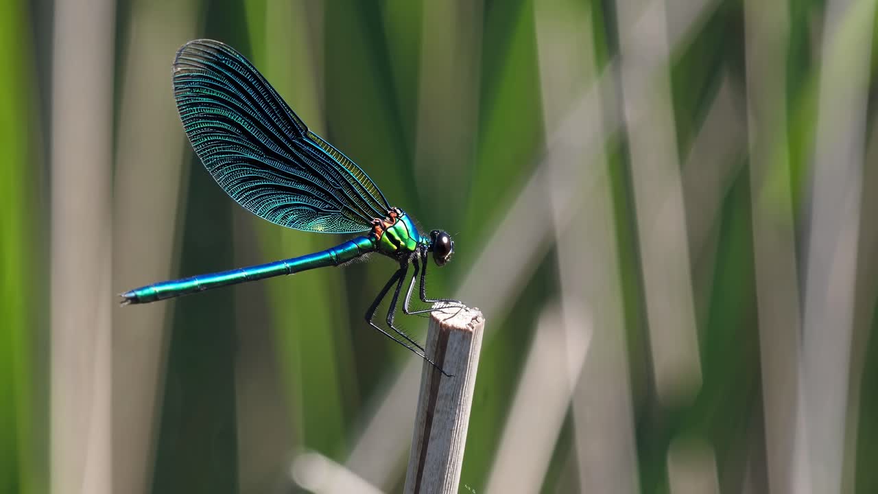 Primo piano di una vivace libellula appollaiata su un bastoncino, catturata da un angolo laterale