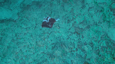 aerial drone tracking follows manta ray swimming above rocky coral reef in caribbean water