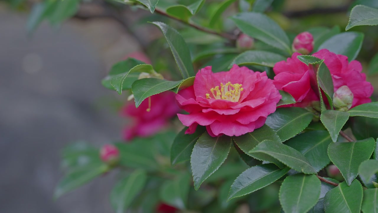 Nahaufnahme einer statischen Aufnahme von leuchtend rosa Kamelienblüten mit gelben Staubblättern zwischen glänzenden grünen Blättern, rosa Knospen im Hintergrund sichtbar, weicher grauer Bokeh-Hintergrund bei natürlichem Tageslicht.