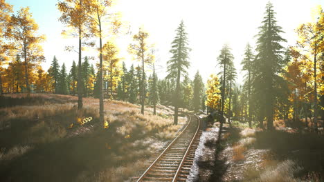 sunlit railroad tracks through a forest