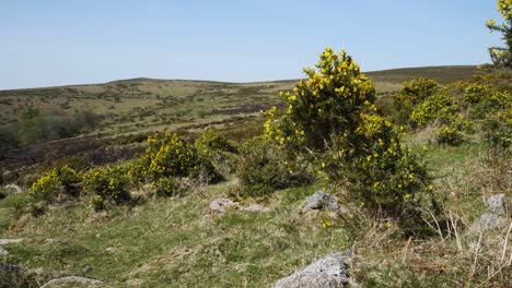 yellow heather swaying in the wind on a hot spring day near sharp tor in dartmoor, devon, england