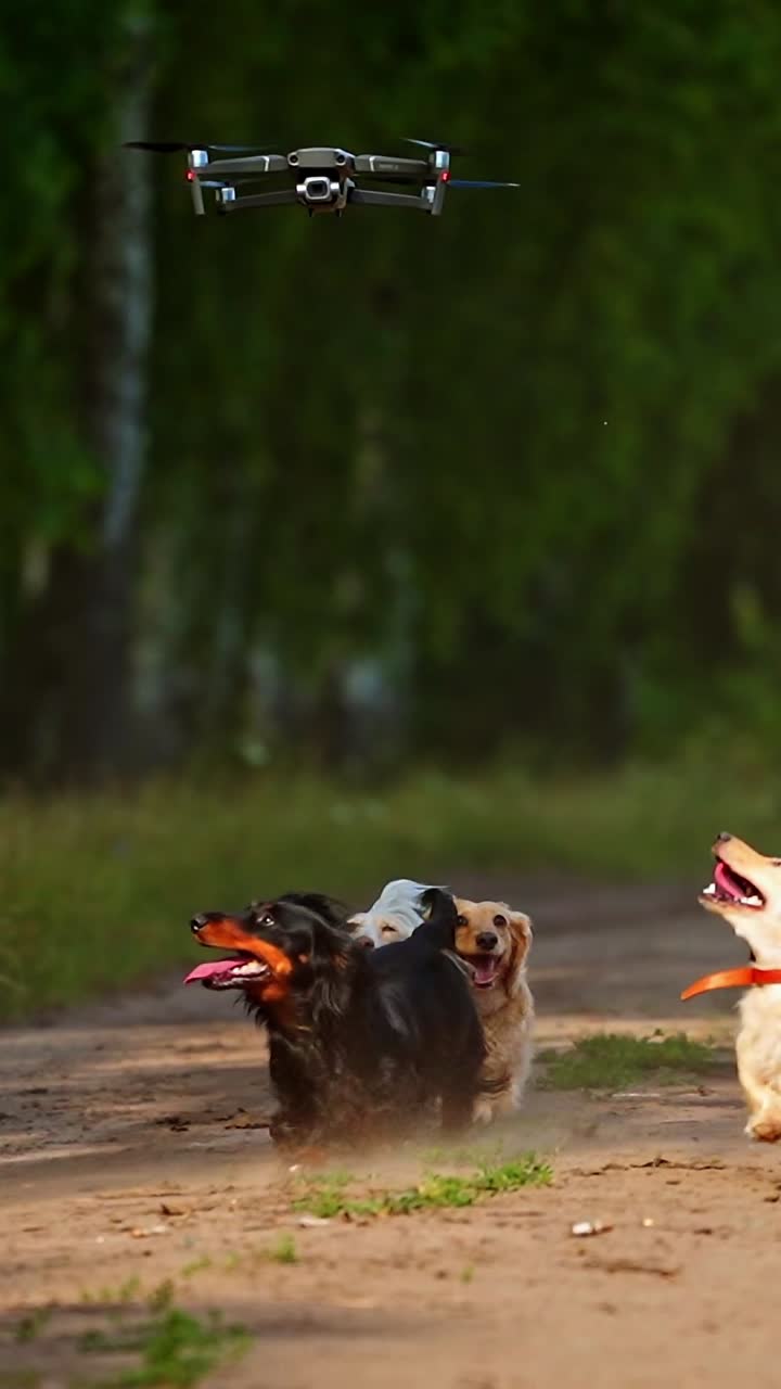 Cane che salta verso un drone. Cuccioli giocosi che cercano di prendere il drone.