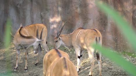 Eland-Común-Eland-Sureño-En-El-Zoológico