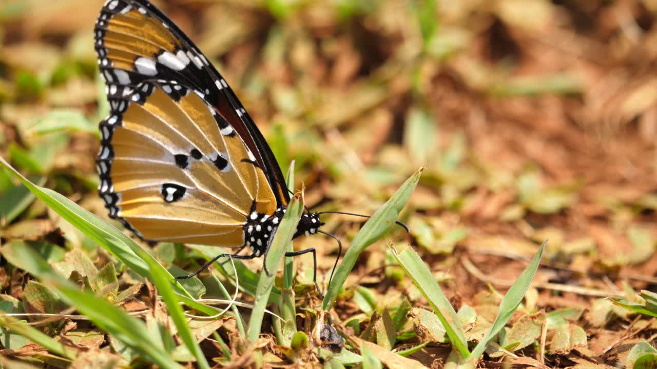 foto macro de mariposa monarca africana sentada en el suelo en hábitat natural