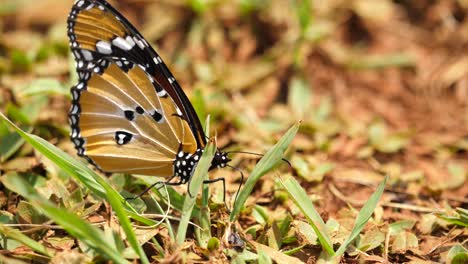 Macro-shot-of-African-Monarch-Butterfly-sitting-on-ground-in-natural-habitat