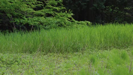 Campo-De-Arroz-Cubierto-De-Maleza-Abandonado-En-Daisen,-Tottori-Japón