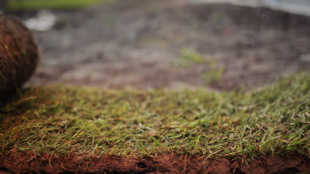 se despliega un rollo de hierba de césped en el suelo preparado para la siembra