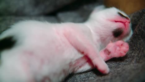 Black-and-white-kitten-pants-or-mews