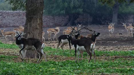 Elands-En-Espiral-Parados-Cerca-De-Un-árbol-En-Un-Recinto-Rural-En-Pakistán