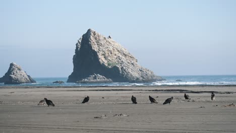 group of chilean jote on the beach