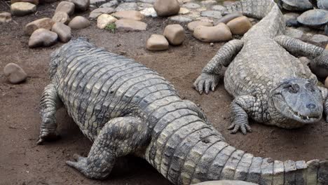 close view of brazilian pap yellow alligators, or jacare do papo amarelo