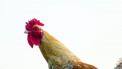 Gallo-De-Retrato-Sobre-Un-Fondo-Natural-Blanco,-Aves-De-Granja---Primer-Plano-De-Un-Pollo