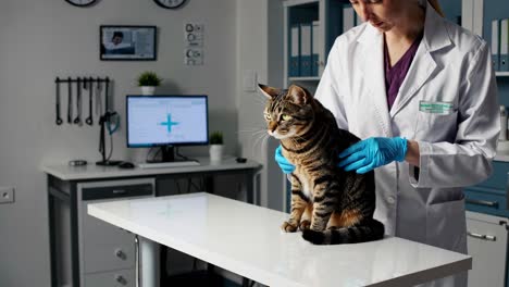 veterinarian examining a cat