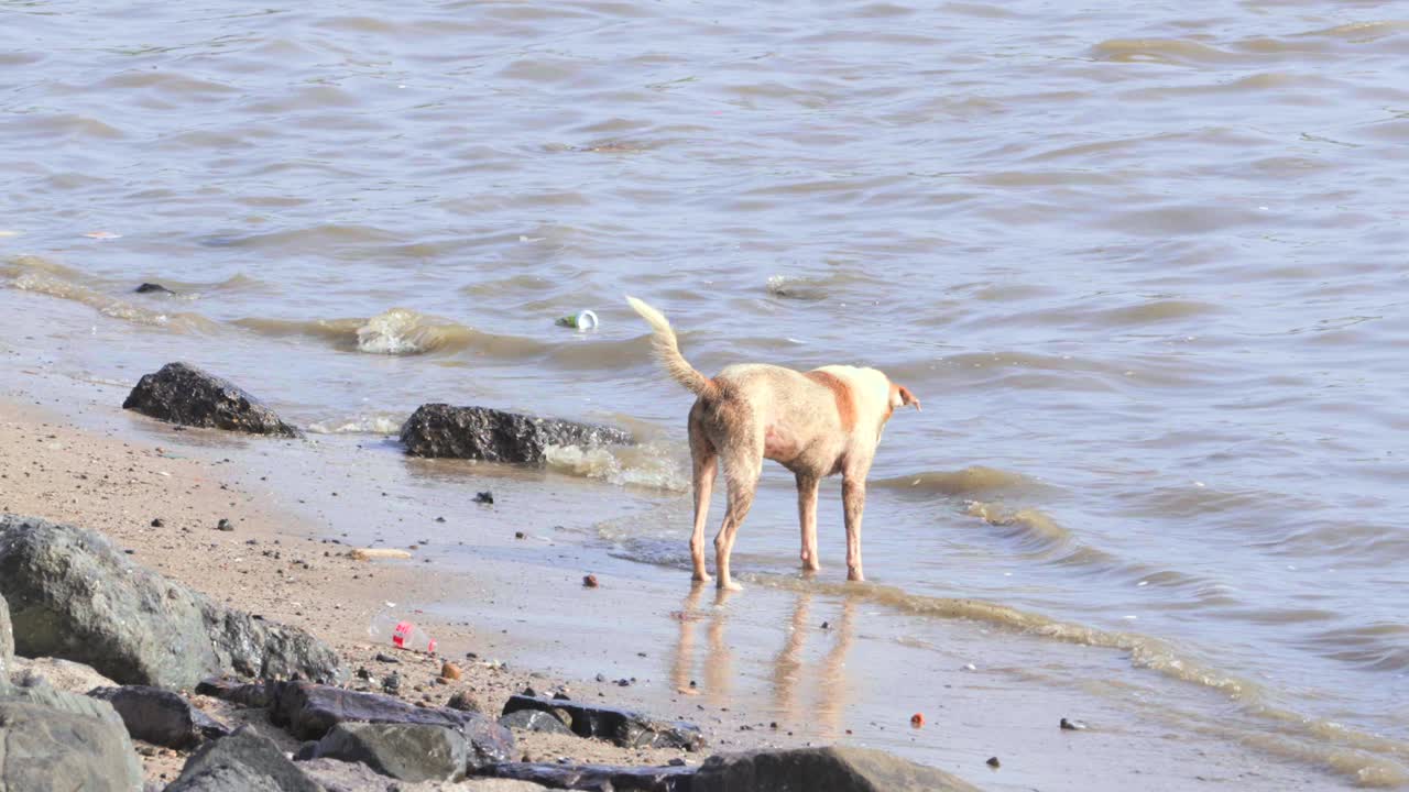 perro olendo agua contaminada playa agua_carretera camino bandra