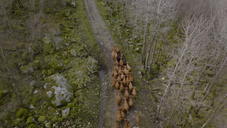 Drone-Sigue-Al-Rebaño-De-Ganado-De-Las-Tierras-Altas