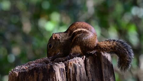 The-Indochinese-Ground-Squirrel-is-commonly-found-in-Thailand-just-about-anywhere-it-can-thrive