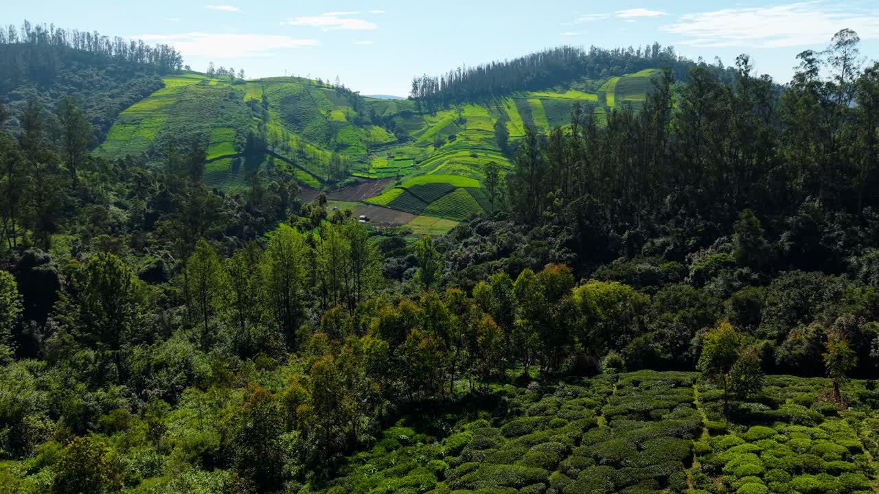 Vibrant green tea plantations blanket rolling hills under a crisp blue sky, creating a striking patchwork of color and texture. A visually captivating landscape, rich in natural patterns and contrast