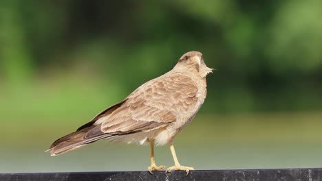 close up shot of wild fierce chimango caracara, milvago chimango perching on metal fence, alerted by its surroundings and ready to catch some prey on windy sunny day