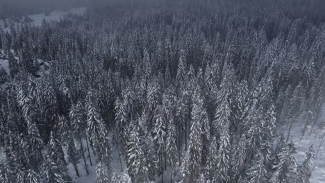 Drohnenaufnahme-Des-Winterwaldes-Mit-Nebel