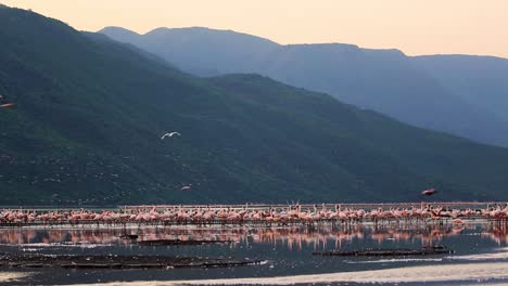 Huge-flock-of-wild-pink-flamingo-colony-standing-and-flying-around-shallow-lake-in-the-thousands-during-sunset-in-Kenya,-Africa