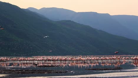 enorme bandada de colonias de flamencos rosados salvajes de pie y volando alrededor de un lago poco profundo por miles durante la puesta de sol en kenia, áfrica