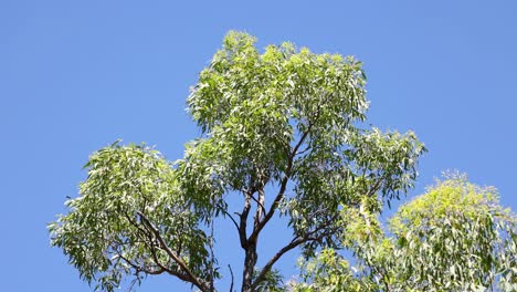 a static view of a lush tree and blue sky