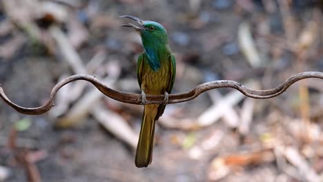 El-Abejaruco-De-Barba-Azul-Se-Encuentra-En-La-Península-De-Malaya,-Incluida-Tailandia,-En-Claros-De-Bosques-Particulares