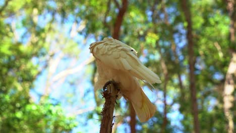 wild sulphur crested cockatoo, cacatua galerita perching up high on treetop in a wooded habitat, preening and grooming its white feathers under tree canopy in bright sunlight, close up shot