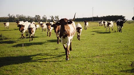 Slowmotion-shot-of-a-herd-of-horned-cows-running-towards-the-camera