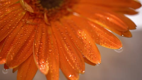macro shot of a wet daisy flower with orange petals floating in water with droplets.