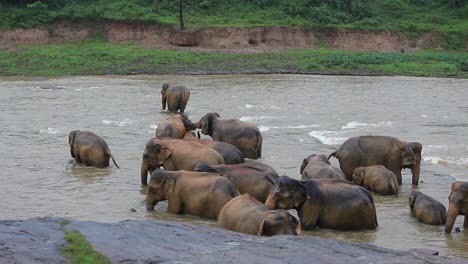 big family of asian elephants relaxing and bathing in river