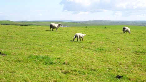 Rural-Ireland-scene-with-sheep-grazing-a-vast-green-meadow-in-Cliffs-of-Moher