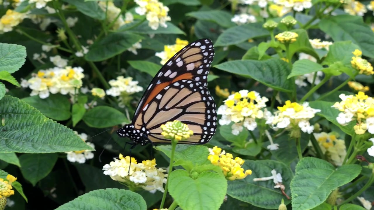 Una farfalla enorme fa una deliziosa colazione in una tranquilla mattina di primavera