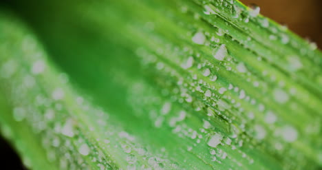 Cerca-De-Gotas-De-Agua-En-Las-Hojas-De-Las-Plantas-1