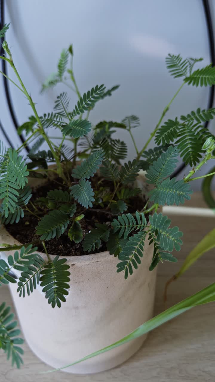 Vertical shot of Mimosa pudica swaying in slow motion, gentle breeze on touch sensitive leaves