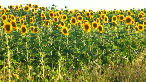 sunflower crop.
