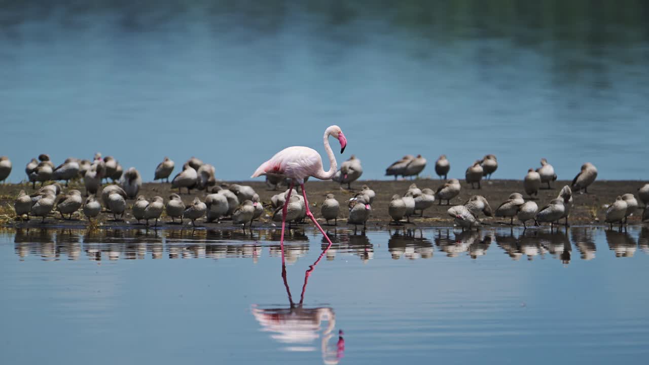 Flamingos Walking in Tanzania Lake Water in Africa, Flamingo at Ngorongoro Conservation Area in Ndutu National Park, Calm Still Blue Water and African Animals on a Wildlife Safari of Amazing Nature
