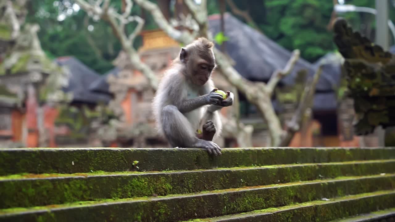 A young monkey enjoys a fruity snack in the lush Ubud Monkey Forest, Bali. Captures the playful nature of these primates in their natural habitat