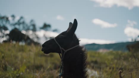 close up of llama in the andean area of south america